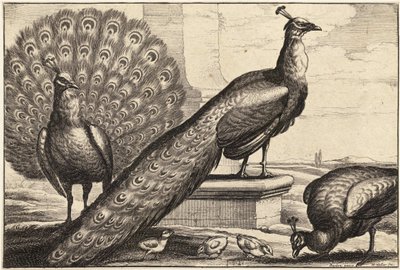 Three Peacocks by Wenceslaus Hollar